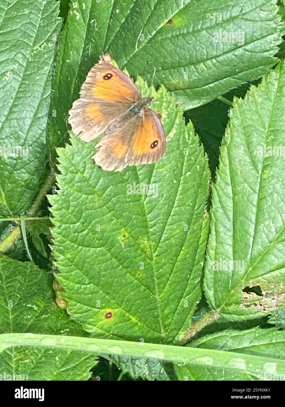 Gatekeeper (Pyronia tithonus), Insecta, Cornwall, UK Stock Photo