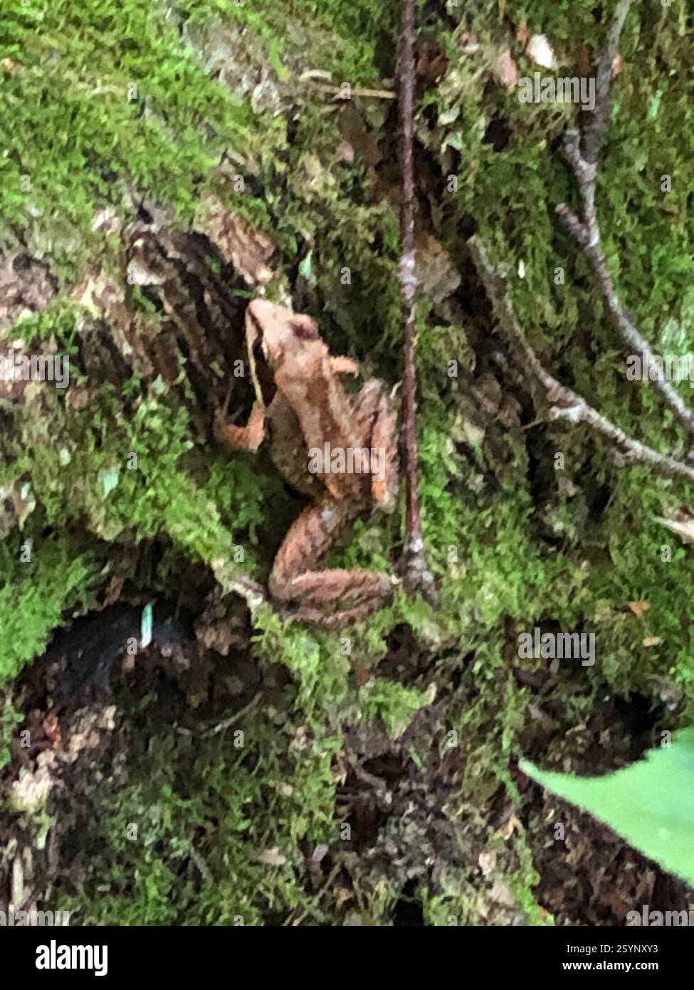 Wood Frog (Lithobates sylvaticus), Amphibia, Pictured Rocks National ...