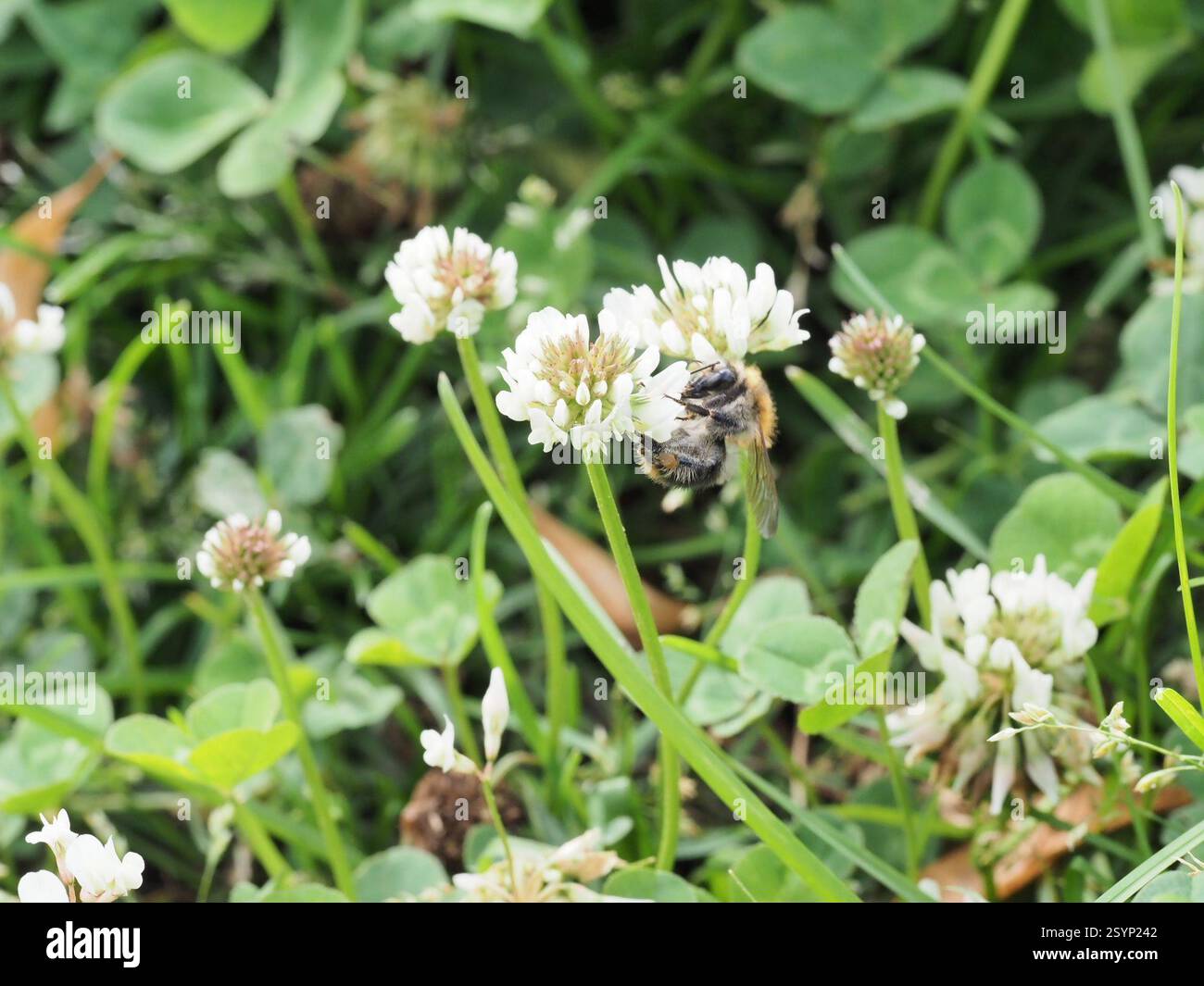 Common Carder Bumble Bee (Bombus pascuorum), Insecta, Mahatma-Gandhi ...