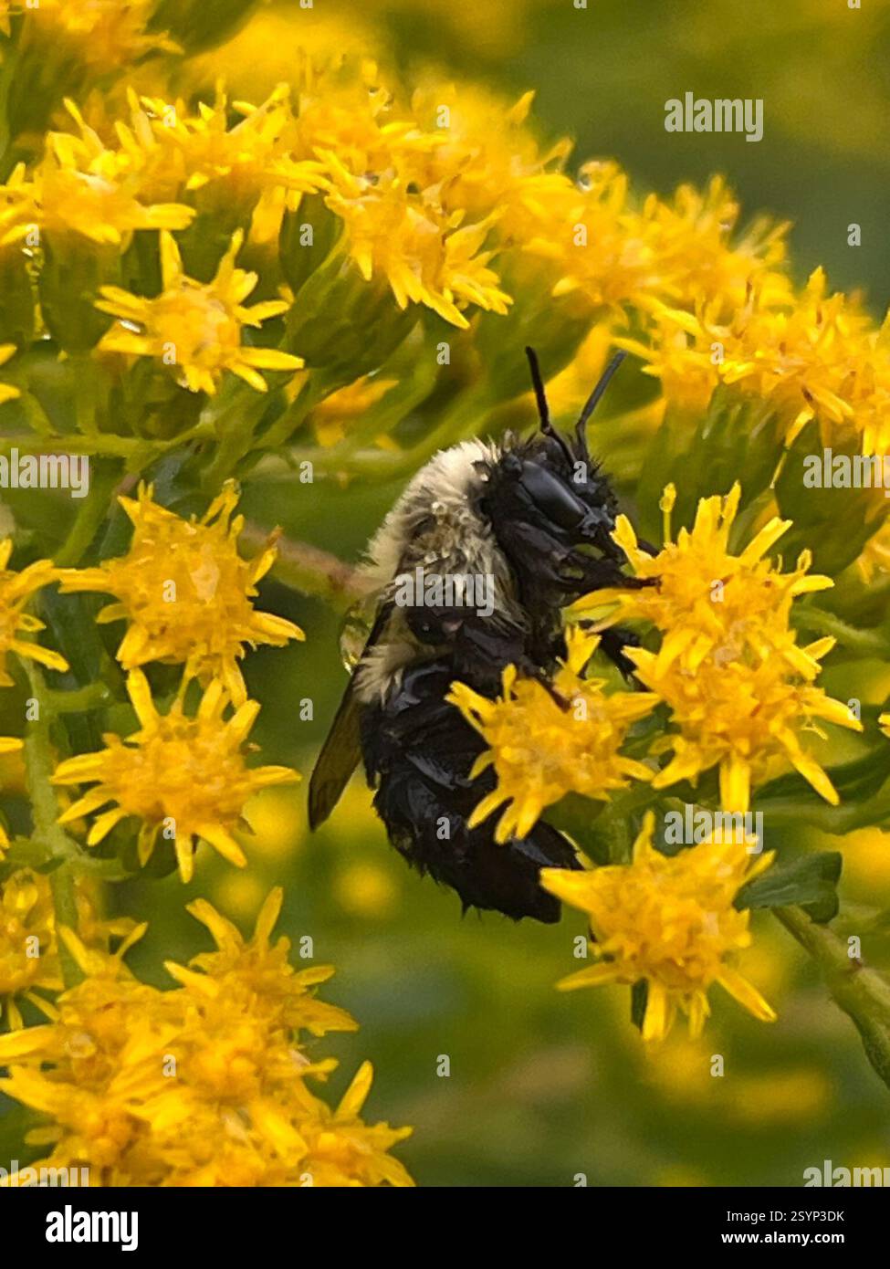 Common Eastern Bumble Bee (Bombus impatiens), Insecta, Bellows Falls ...