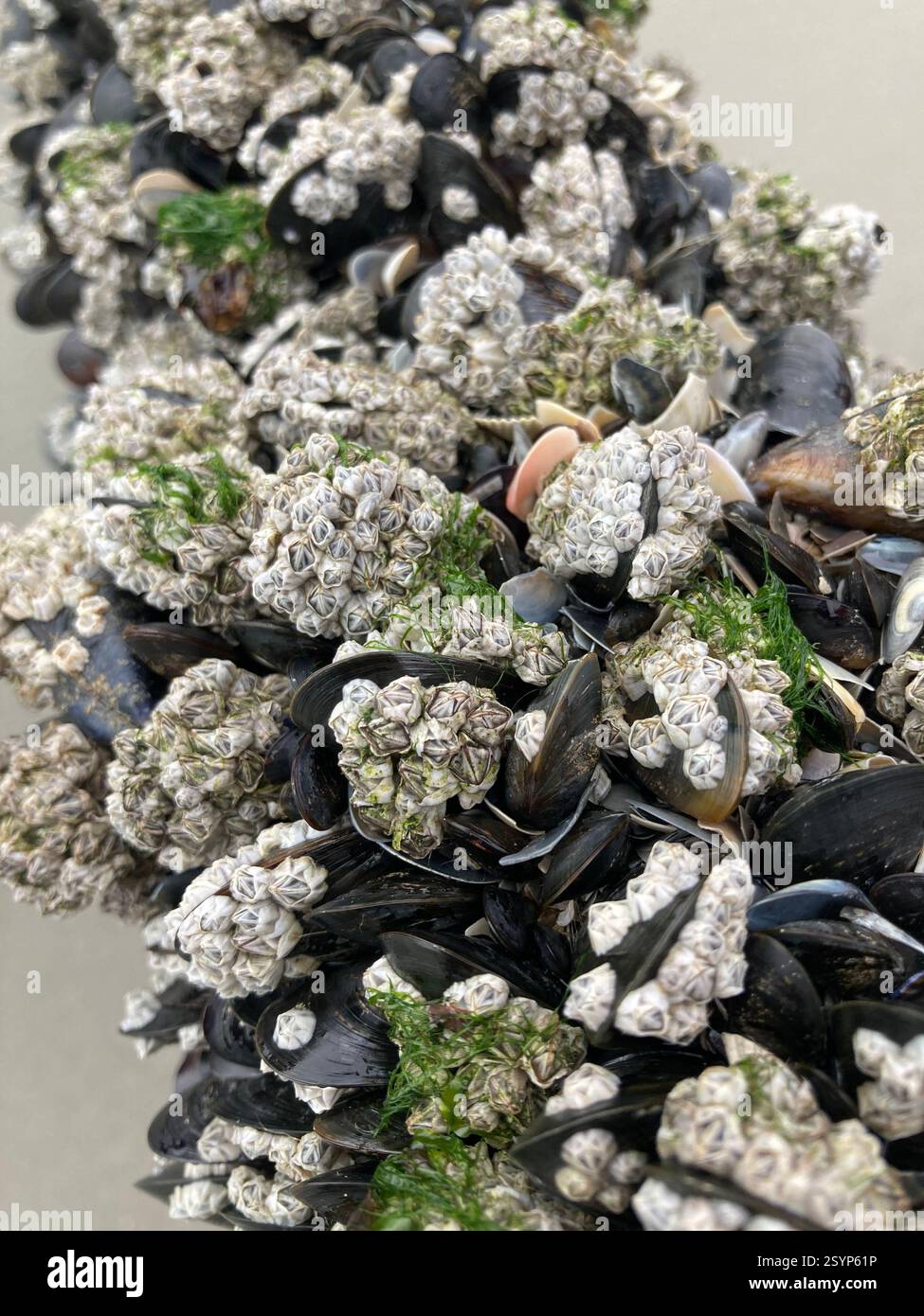 Mussels, barnacles, and algae cling to a beach post in Quend, capturing the intricate coastal textures of Baie de Somme in winter. - Smartphone Captured Stock Image