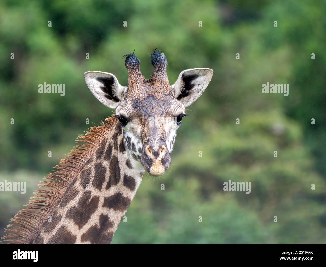 The Head Of A Maasai Giraffe Giraffa Tippelskirchi Photographed In The Head Of A Maasai Giraffe Giraffa Tippelskirchi Photographed In
