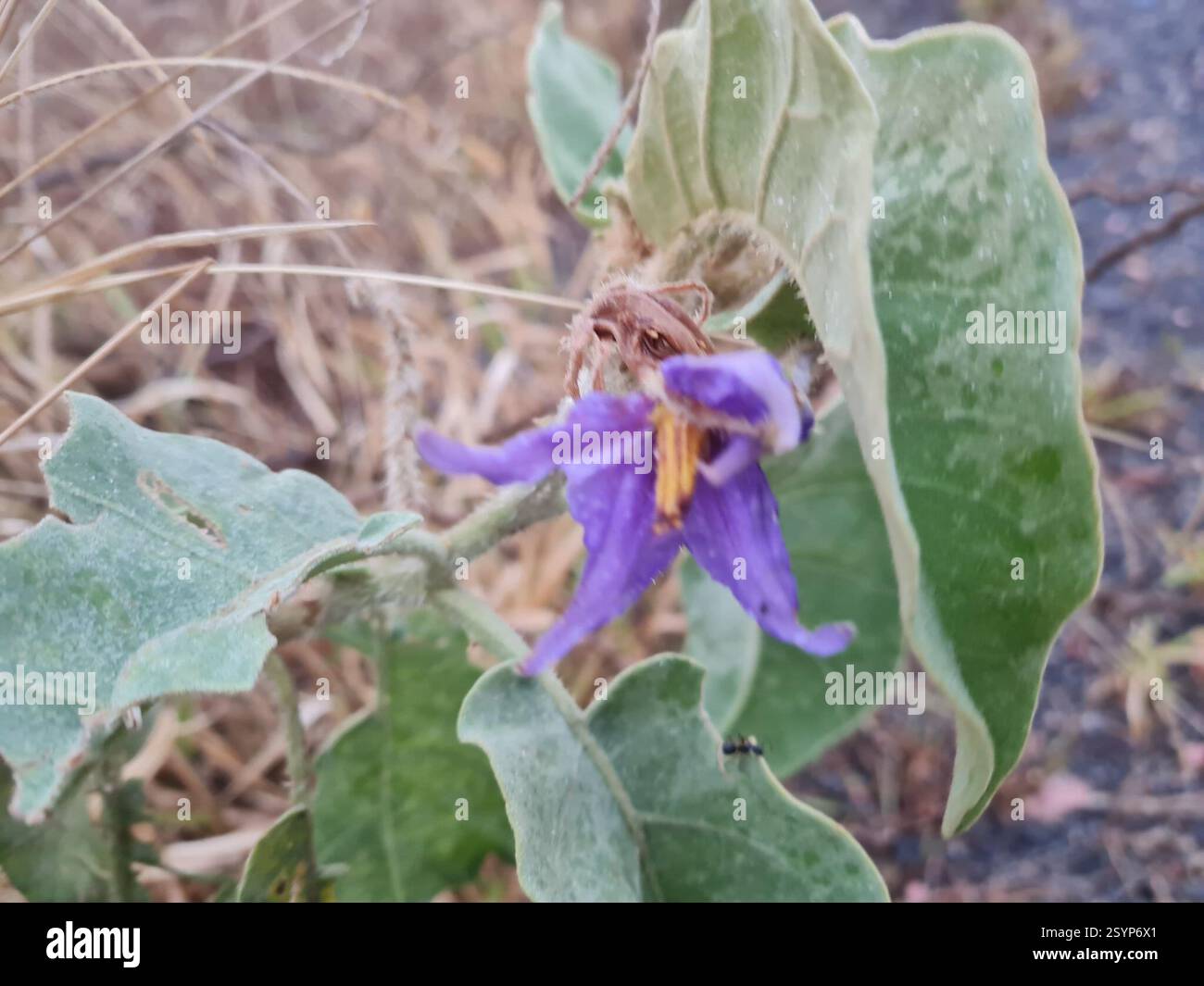 Spiny Solanums (Leptostemonum), Plantae, 0 - Asa Norte Superquadra ...