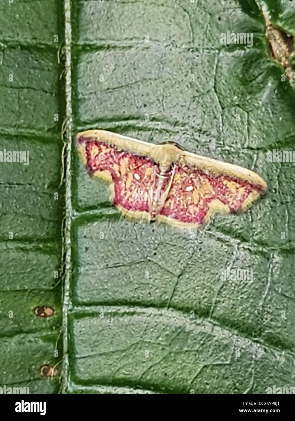 Geometer Insect Geometer Moths (Geometridae), Insecta, Klaaskreek, Suriname Stock Photo ...
