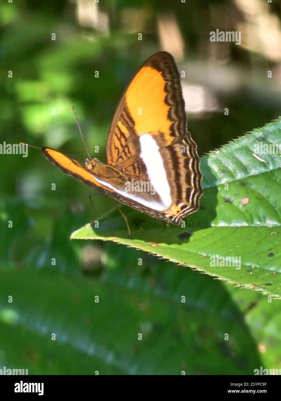 smooth-banded sister (Adelpha cytherea), Insecta, Klaaskreek, Suriname ...