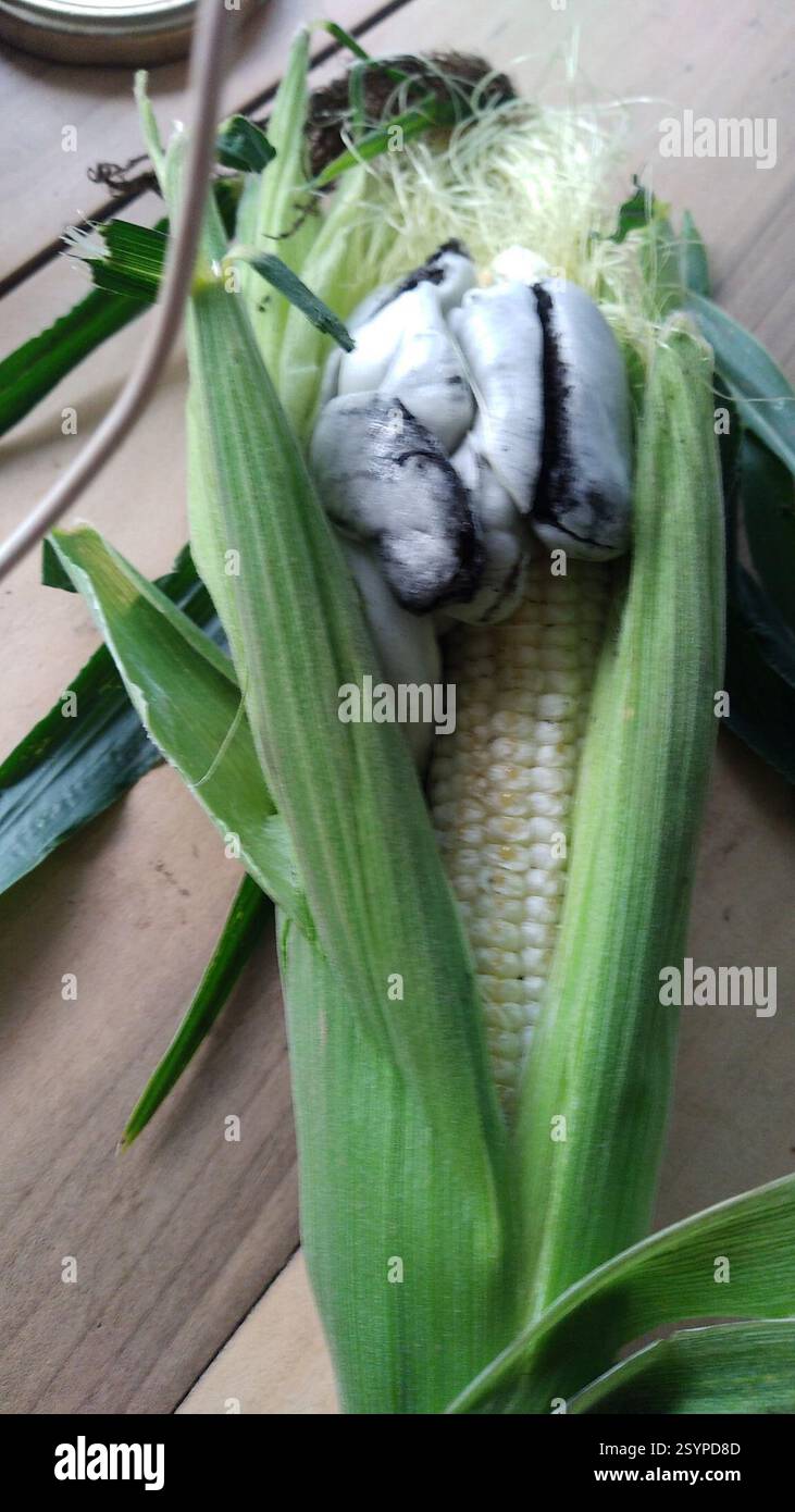 Mycosarcoma Corn Smut (Mycosarcoma maydis), Fungi, 6850 Paliseul, Belgique Stock ...