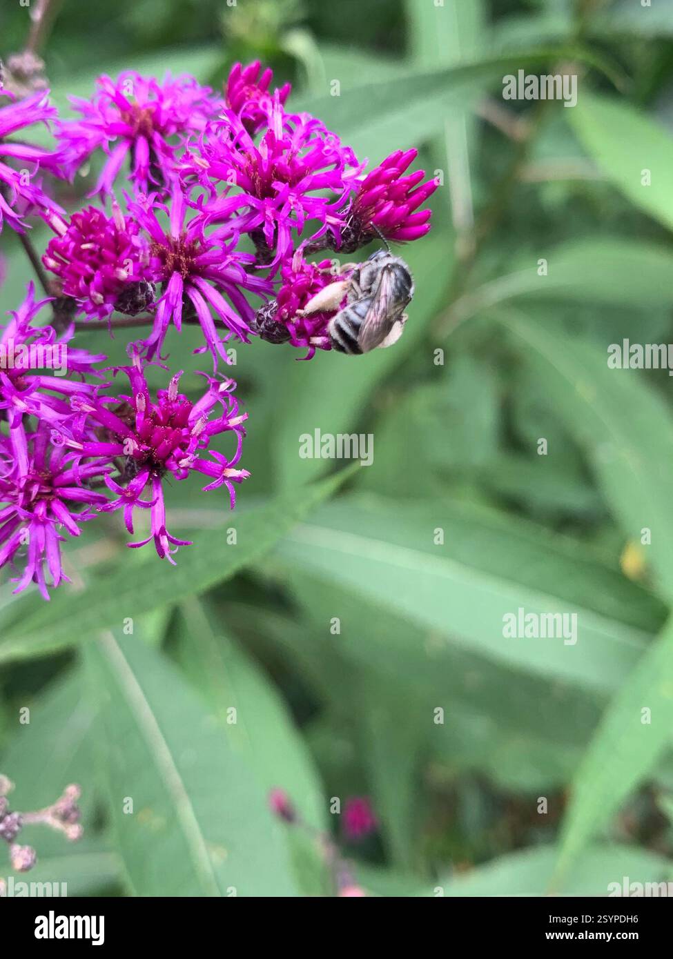 Denticulate Longhorn Bee (Melissodes denticulatus), Insecta, The ...
