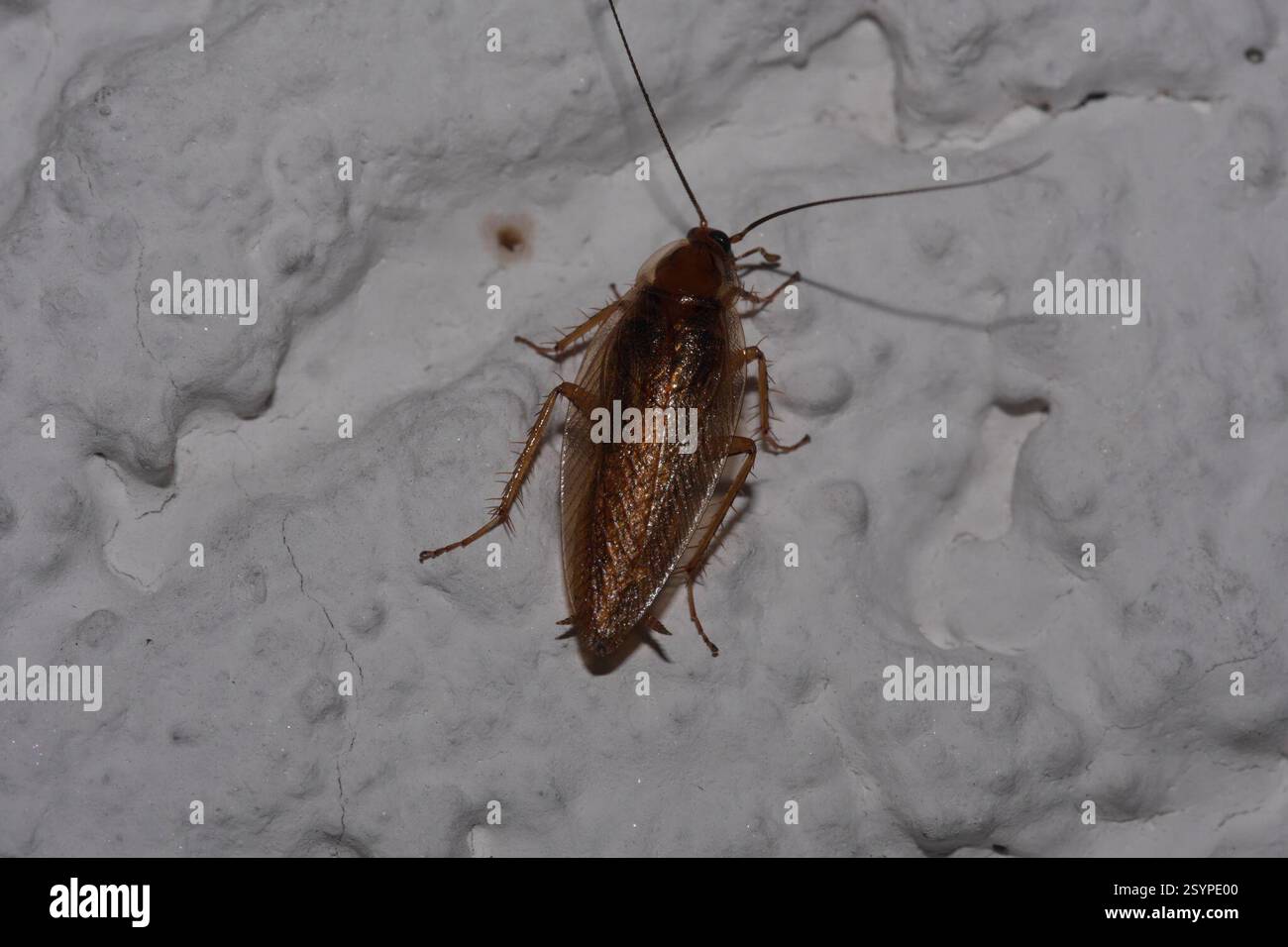 Amber Wood Cockroach (Ectobius vittiventris), Insecta, Verlegerviertel ...