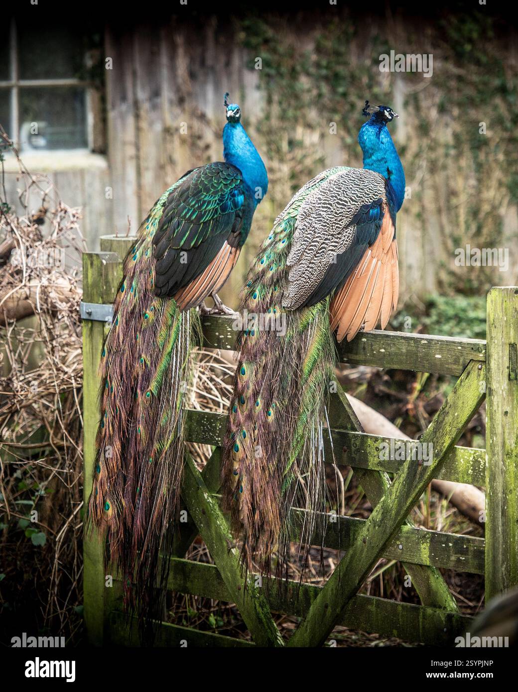 two Indian peacocks sitting on a gate Stock Photo - Alamy