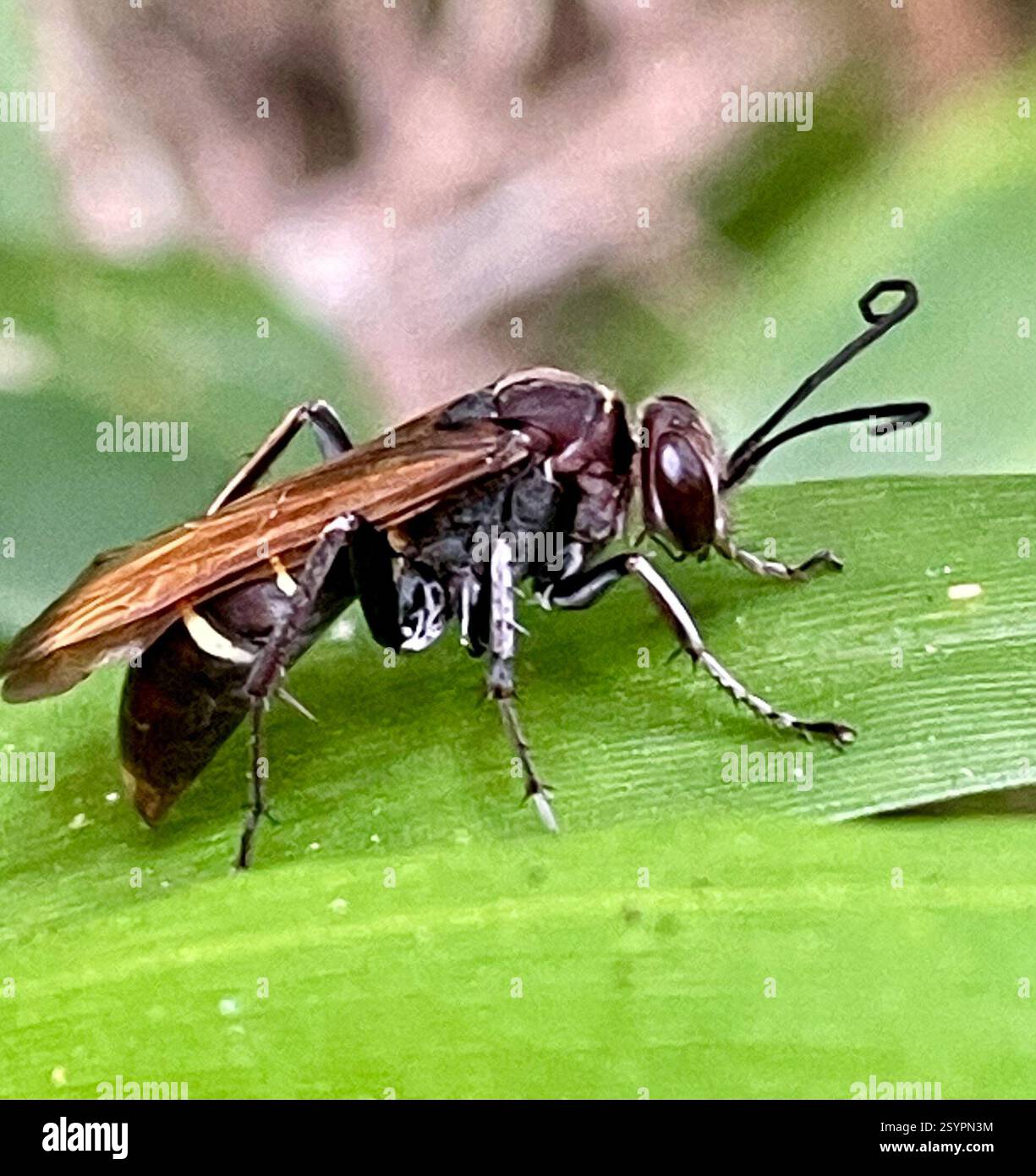 Spider Wasps (Pompilidae), Insecta, Madagascar, Toamasina, MG, A single ...