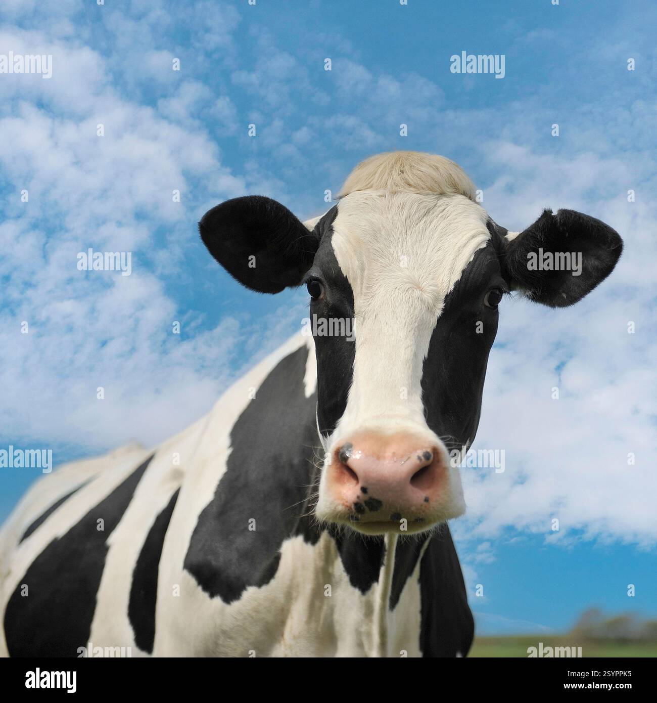 Holstein cow curious hi-res stock photography and images - Alamy