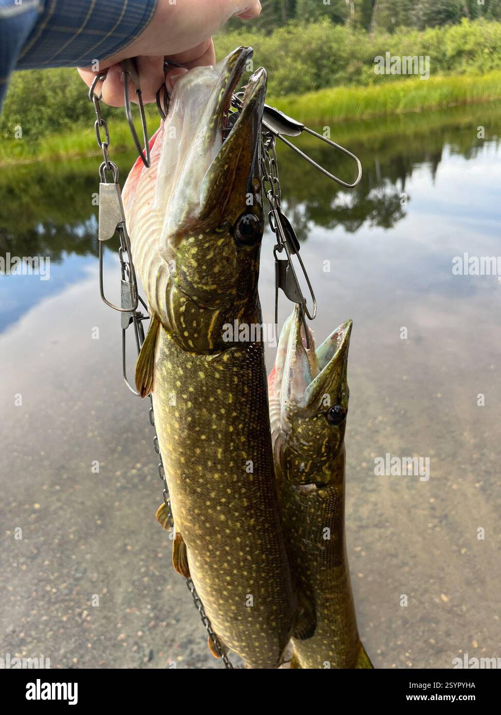 Northern Pike (Esox lucius), Actinopterygii, Timiskaming District, ON ...