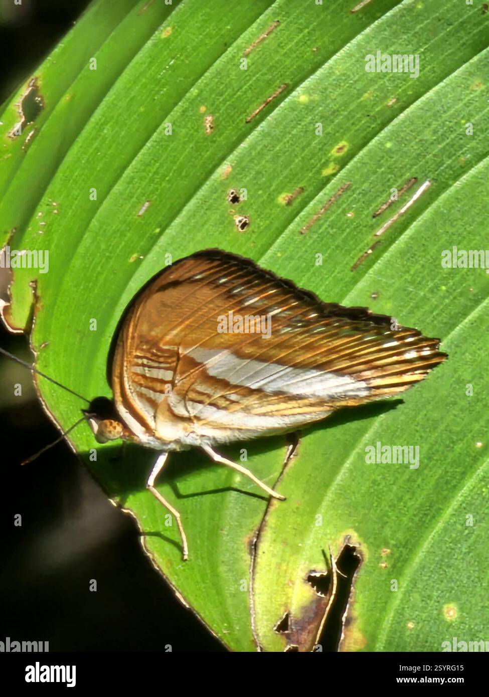 smooth-banded sister (Adelpha cytherea), Insecta, Klaaskreek, Suriname ...