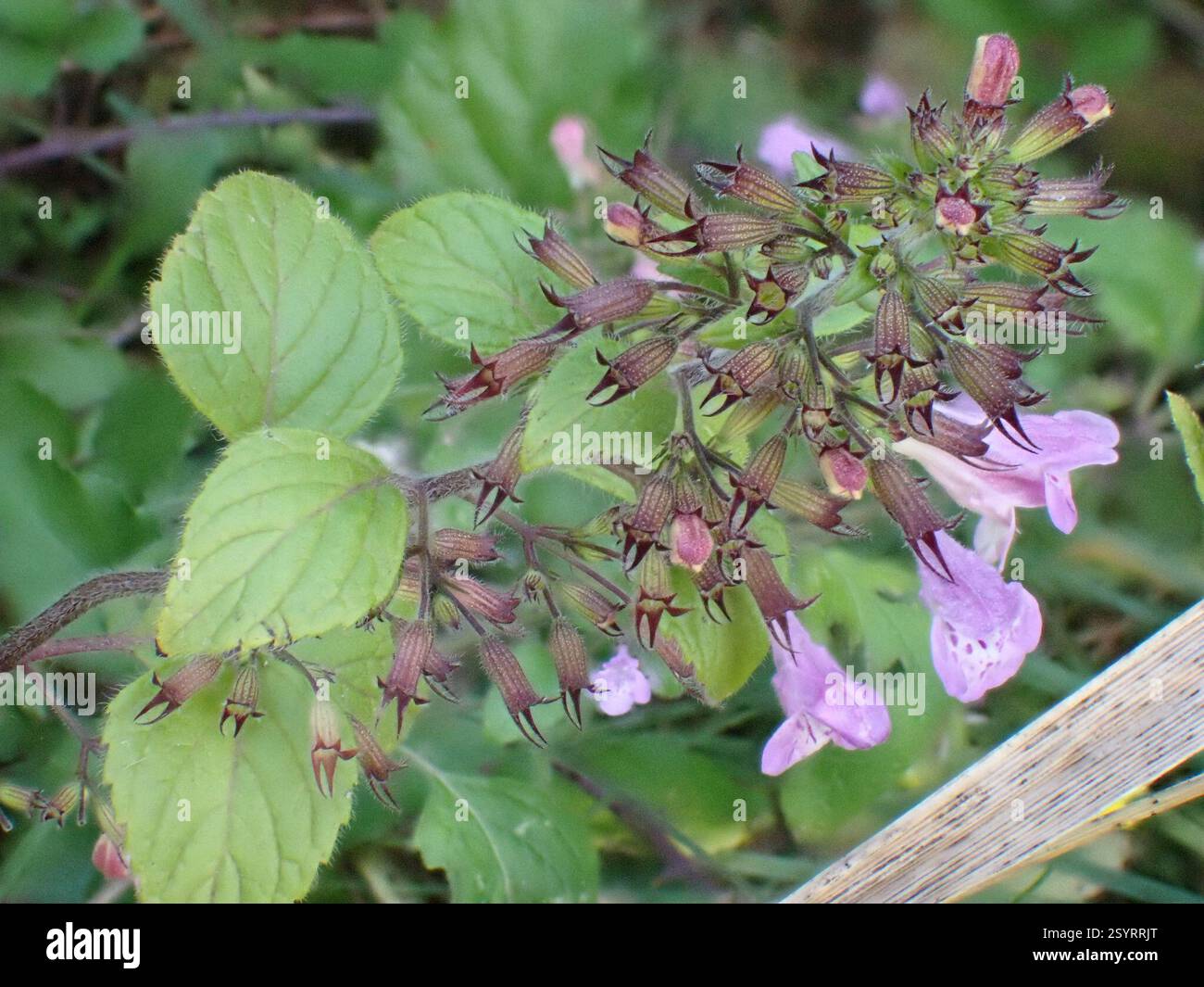 Wood Calamint (Clinopodium menthifolium), Plantae, De la Manche aux ...