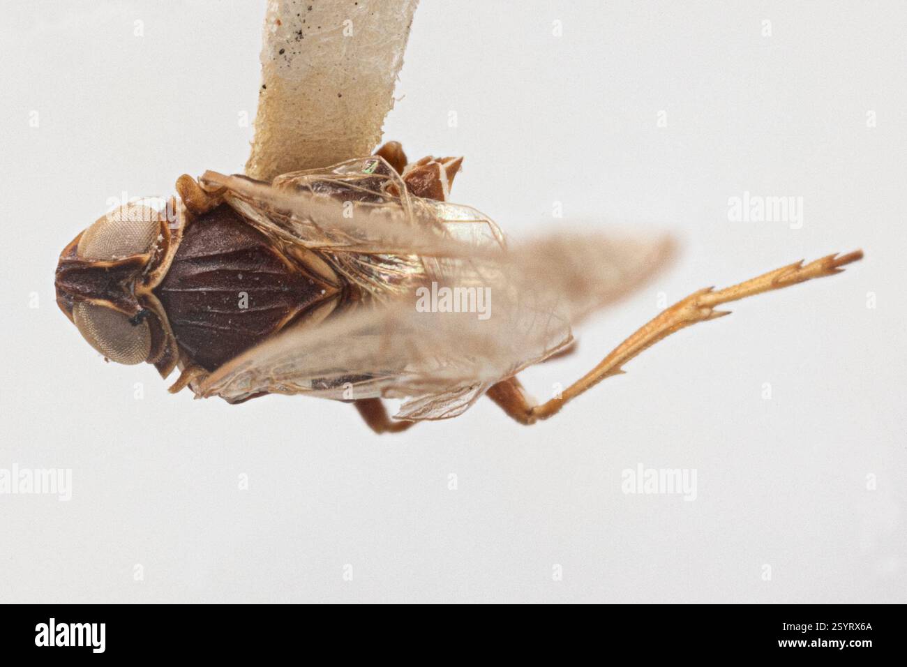 (Melanoliarus maidis), Insecta, St Augustine, Trinidad and Tobago, This ...