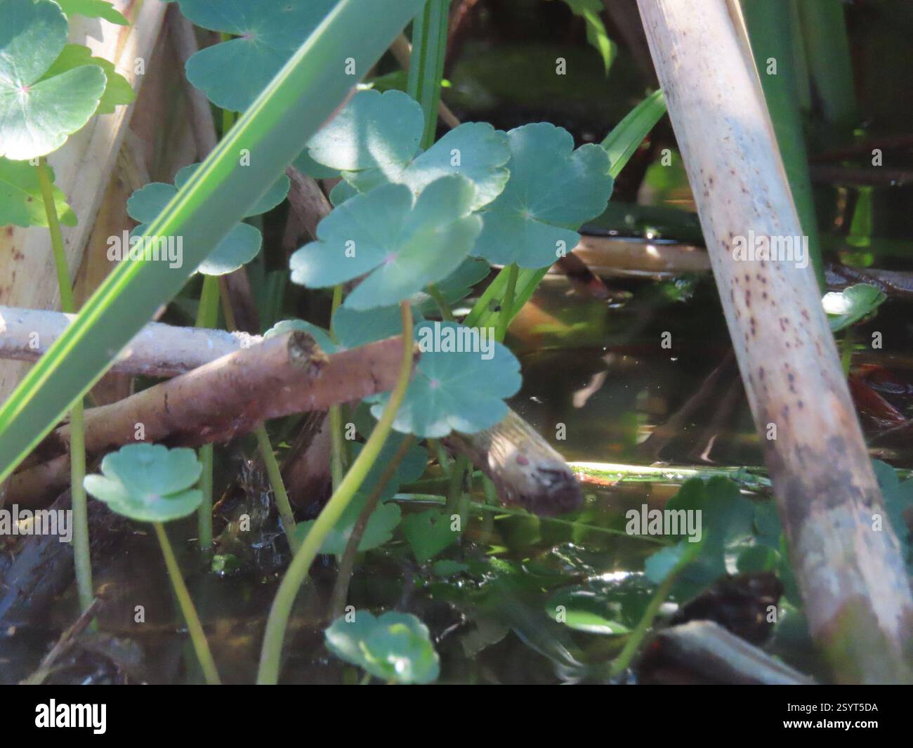 floating marsh pennywort (Hydrocotyle ranunculoides), Plantae, Horicon ...