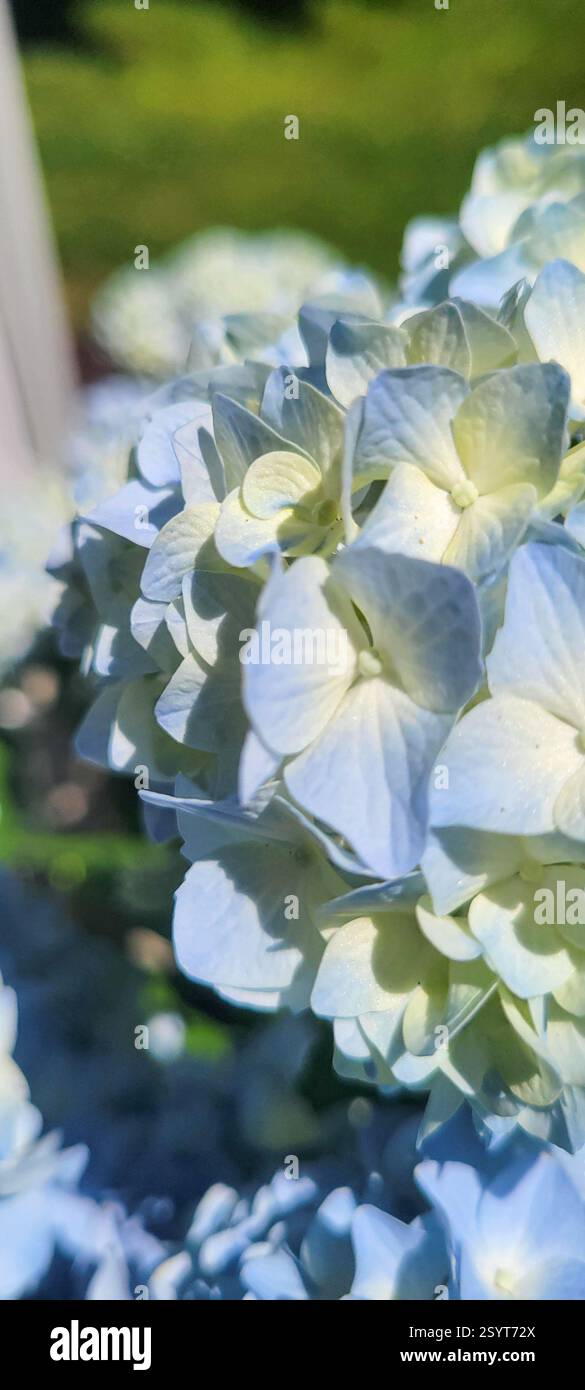 Beautiful hydrangeas on a pretty summer day. Stock Photo