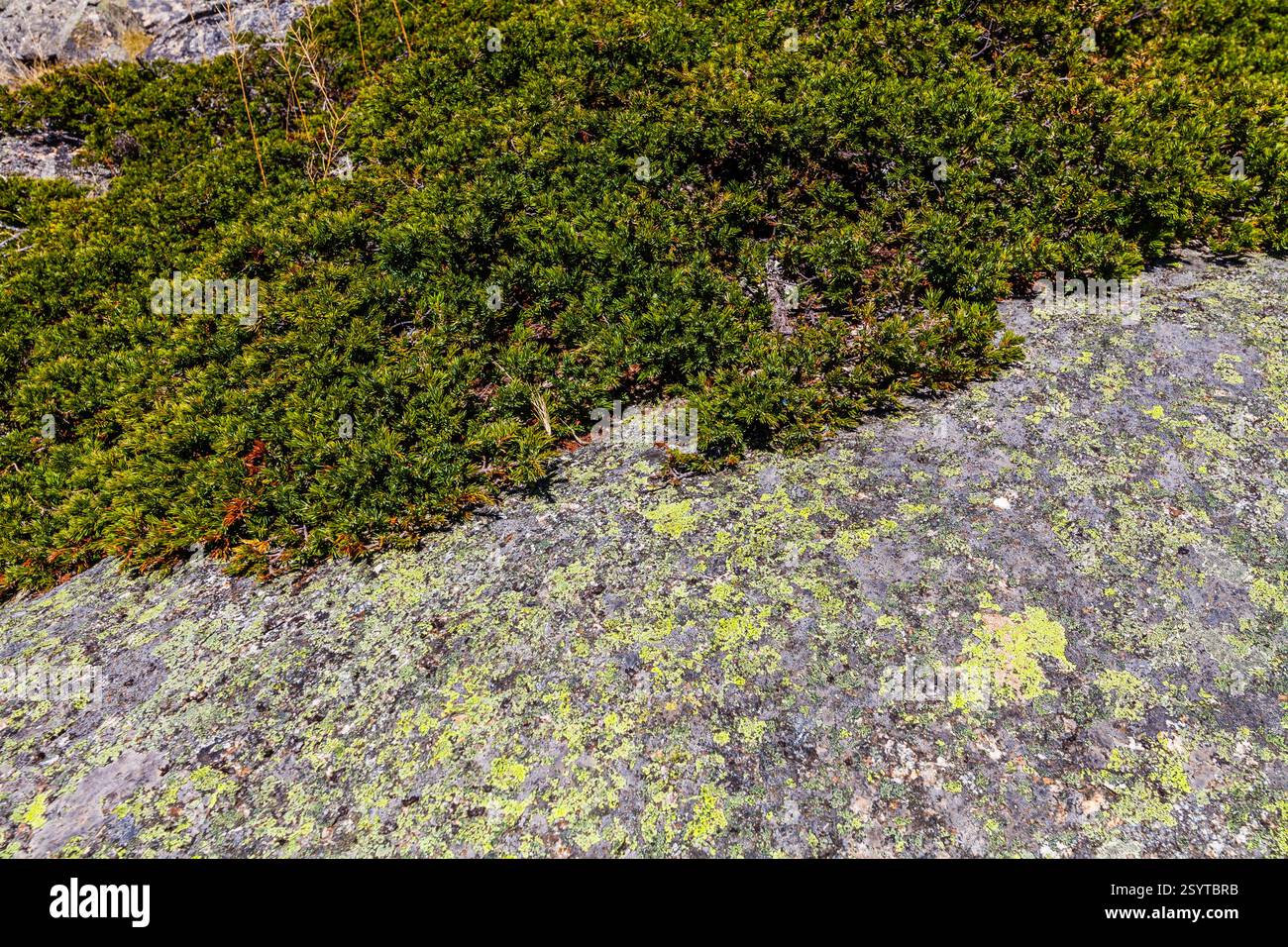Vegetation Under Rocks This image shows close-up detail of vegetation growing on a rock ...