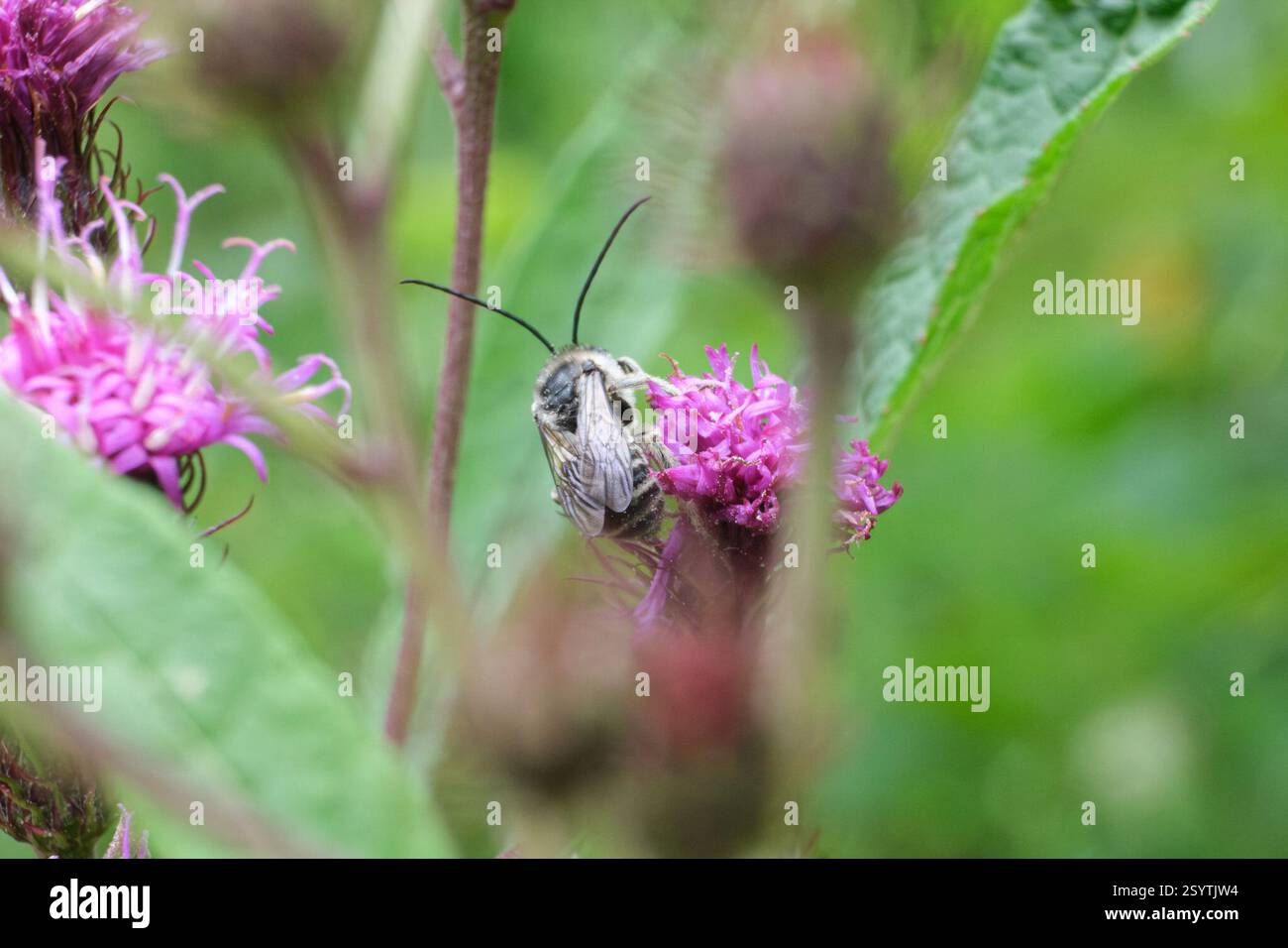 Insect Rabbit (Melissodes), Insecta, South Kensington, MD, USA, Possibly a winged ...