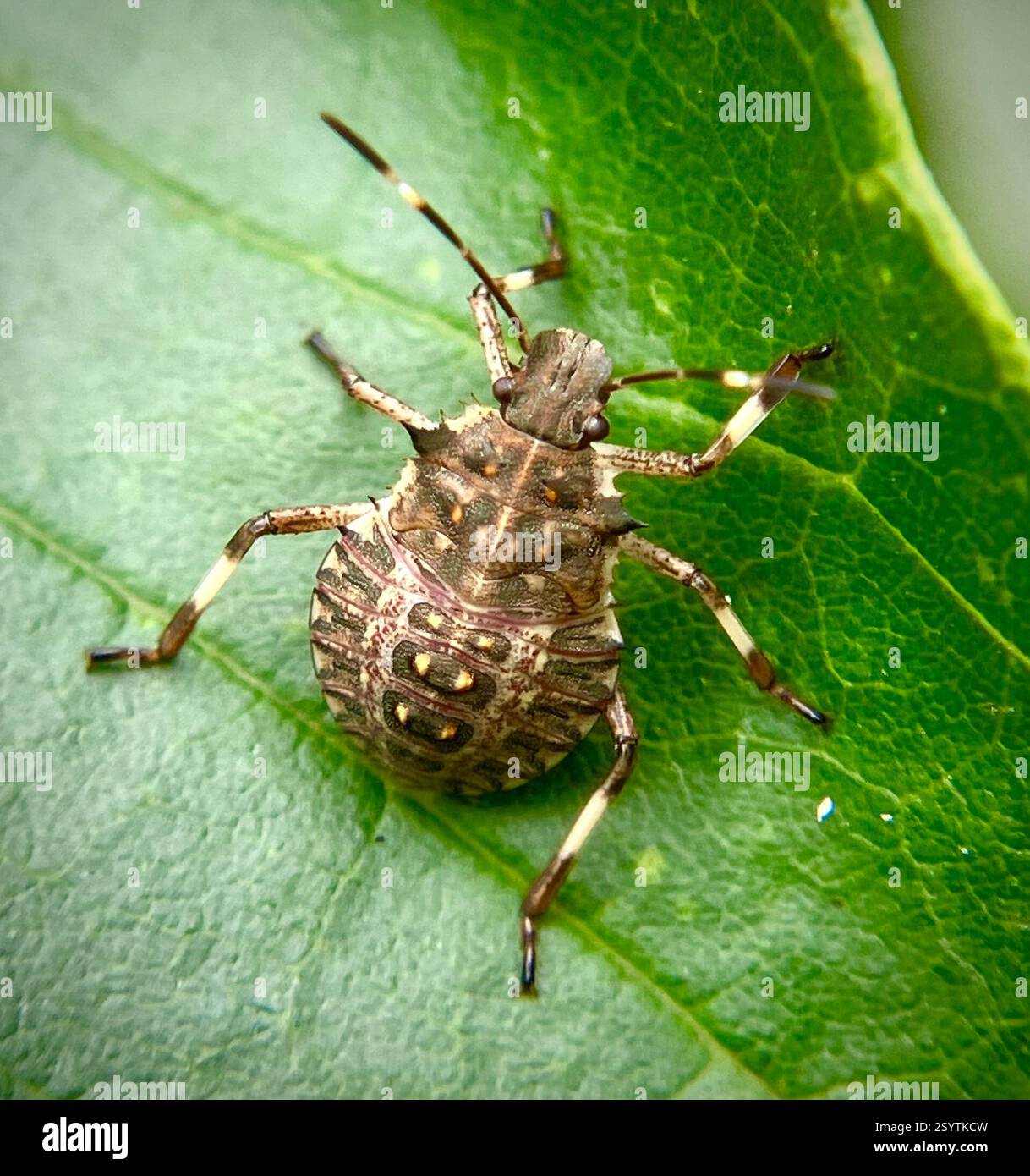 Brown Triangular Bug Brown Marmorated Stink Bug (Halyomorpha halys), Insecta, Water Oak Rd ...