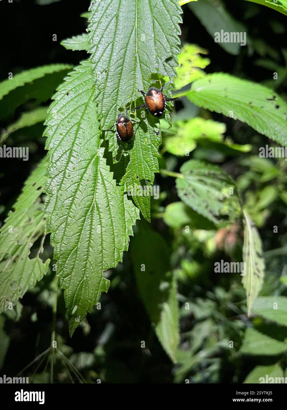 Rapids Insect Japanese Beetle (Popillia japonica), Insecta, E River Rd, Blue Rapids ...
