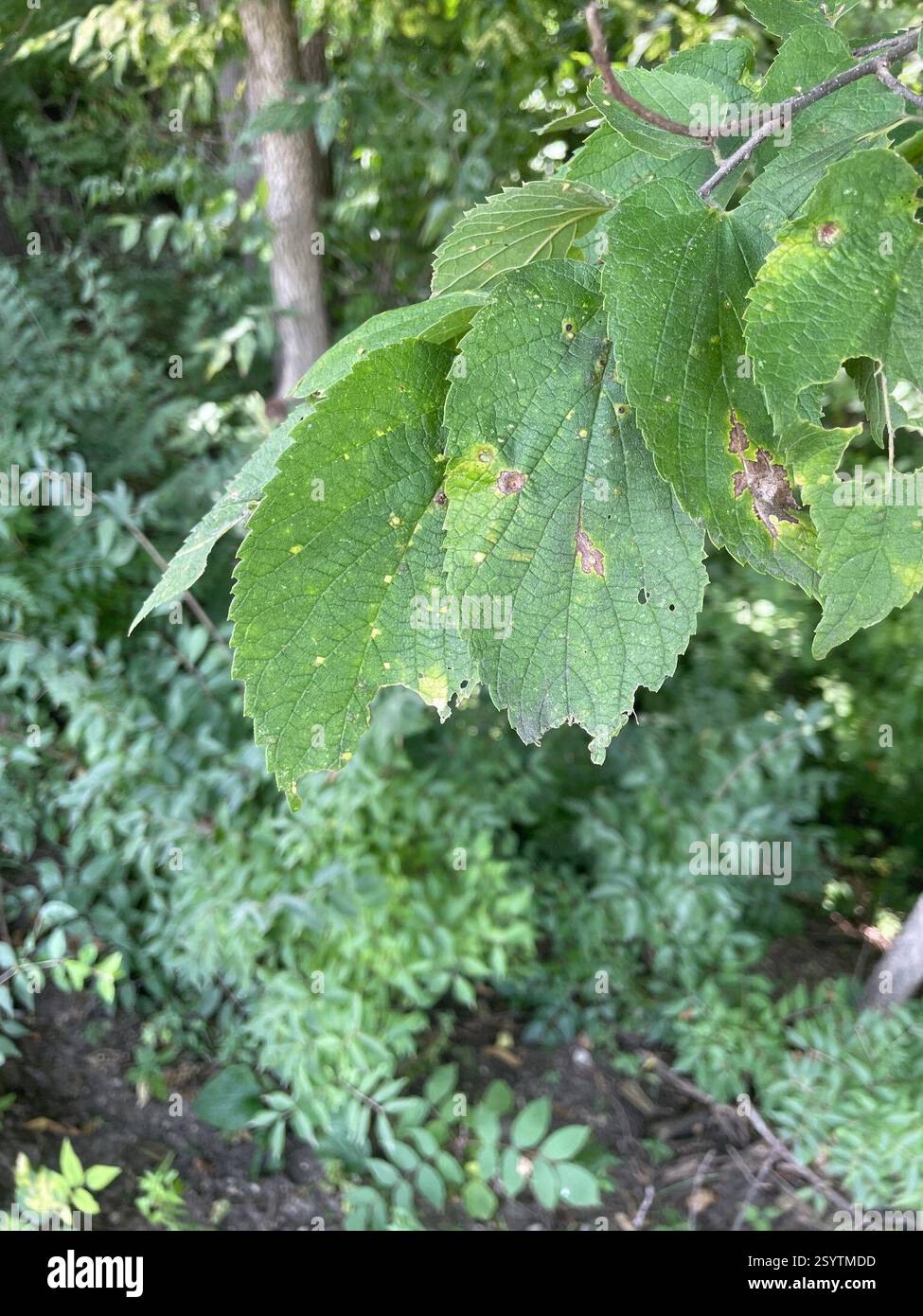 common hackberry (Celtis occidentalis), Plantae, Iowa State University ...
