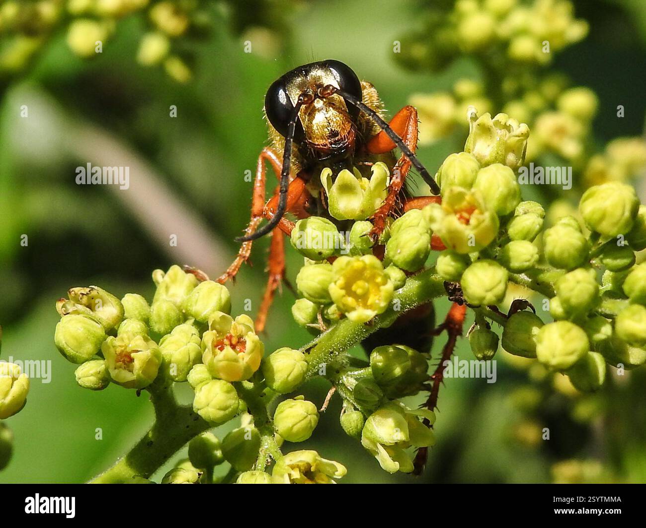 Great Golden Digger Wasp (Sphex ichneumoneus), Insecta, Westborough, MA ...