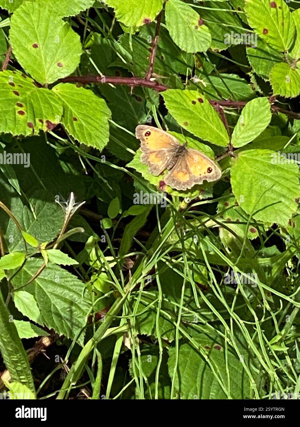 Gatekeeper (Pyronia tithonus), Insecta, Cornwall, UK Stock Photo