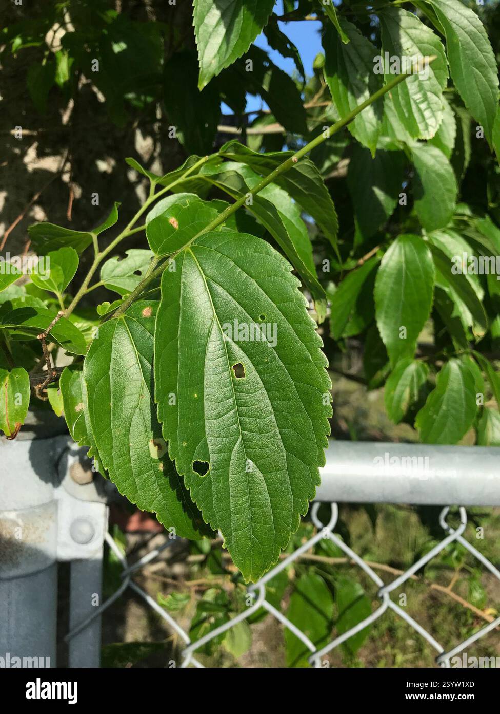 (Celtis boninensis), Plantae, Shimokoshikicho Teuchi, Satsumasendai, Kagoshima 896-1601, Japan, Weedy fencerow at schoolyard edge, in bay town. Stock Photo