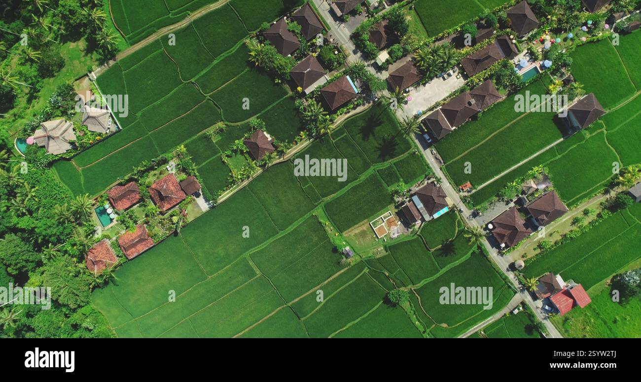 Aerial view of vibrant green rice fields and traditional houses with ...