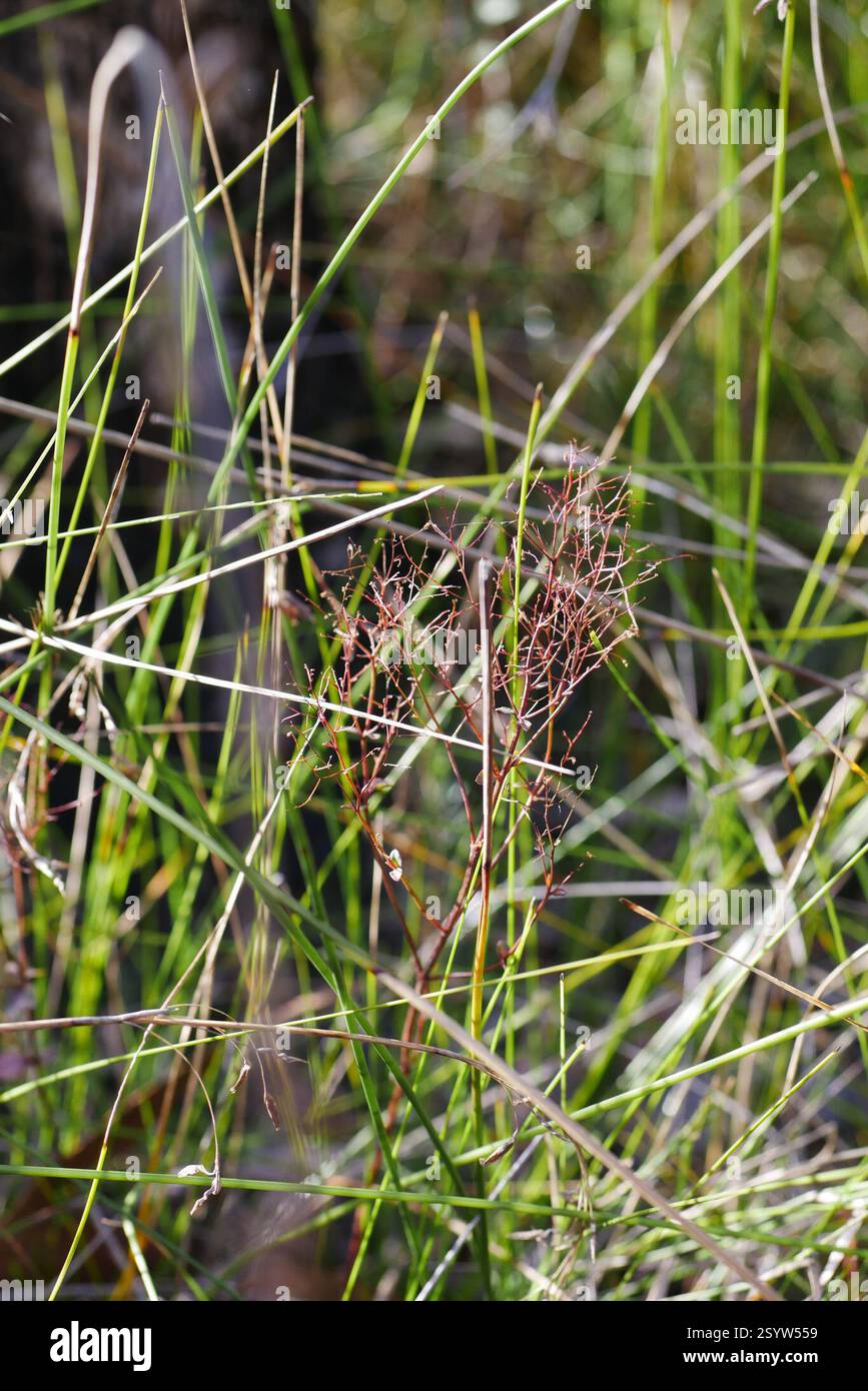 creeping raspwort (Gonocarpus micranthus), Plantae, Burbank QLD 4156 ...