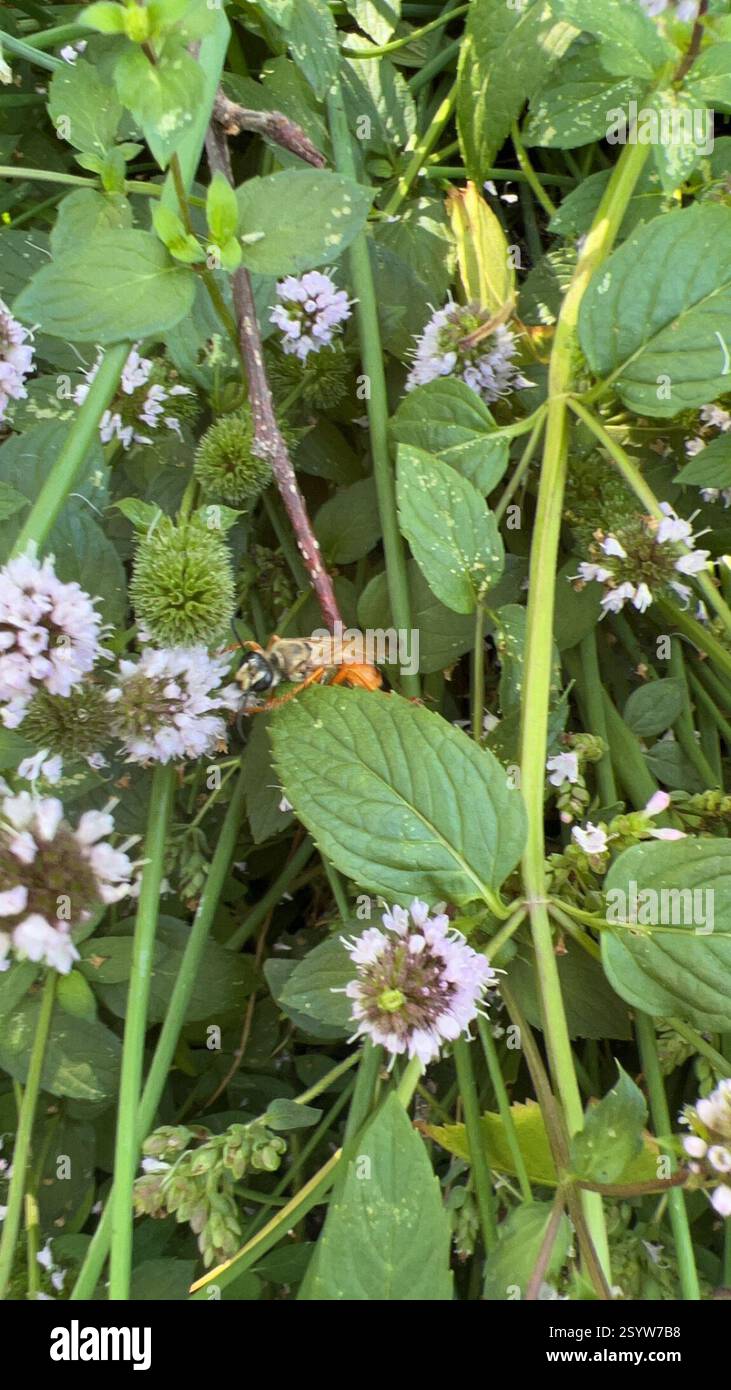 Great Golden Digger Wasp (Sphex ichneumoneus), Insecta, Covington Stock ...