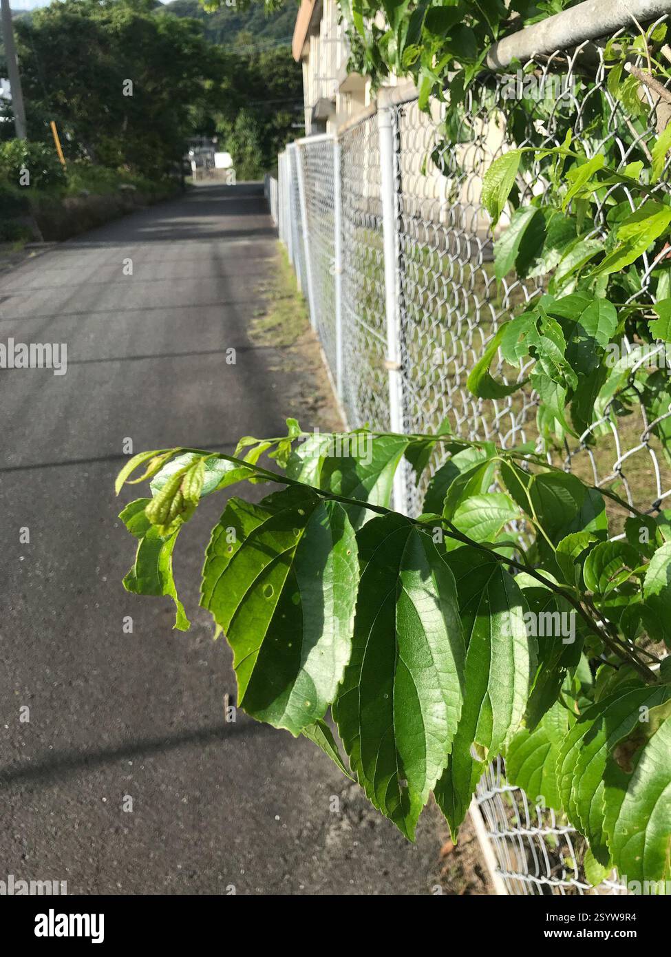 (Celtis boninensis), Plantae, Shimokoshikicho Teuchi, Satsumasendai, Kagoshima 896-1601, Japan, Weedy fencerow at schoolyard edge, in bay town. Stock Photo