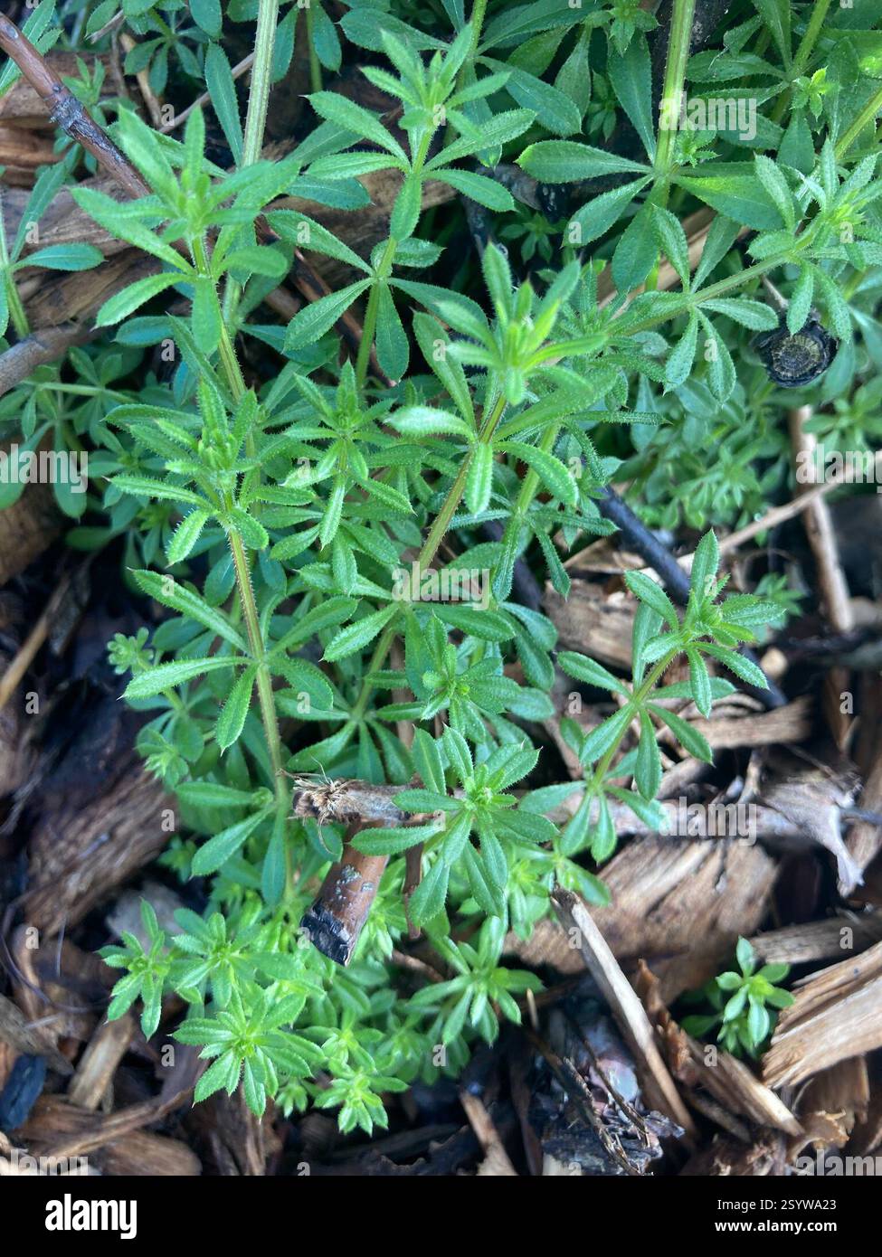 catchweed bedstraw (Galium aparine), Plantae, Darfield, New Zealand ...