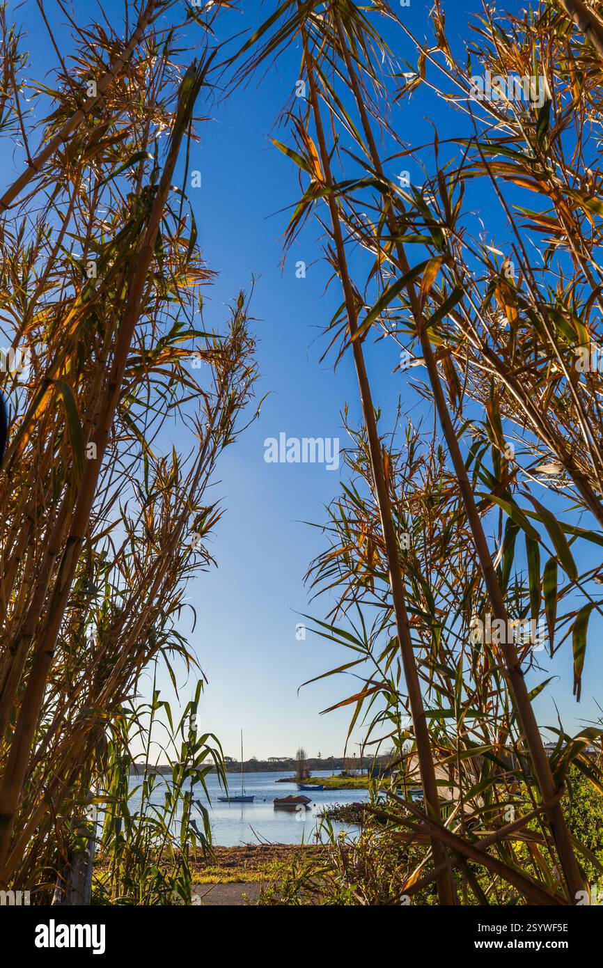 Tall reeds frame a view of a calm lake under a clear blue sky with the ...