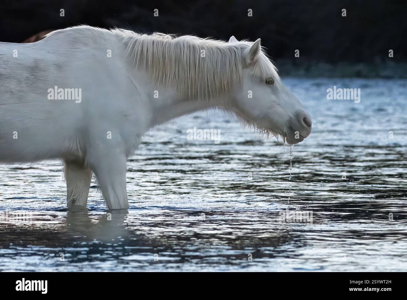 Wild horse running to camera hi res stock photography and images Alamy