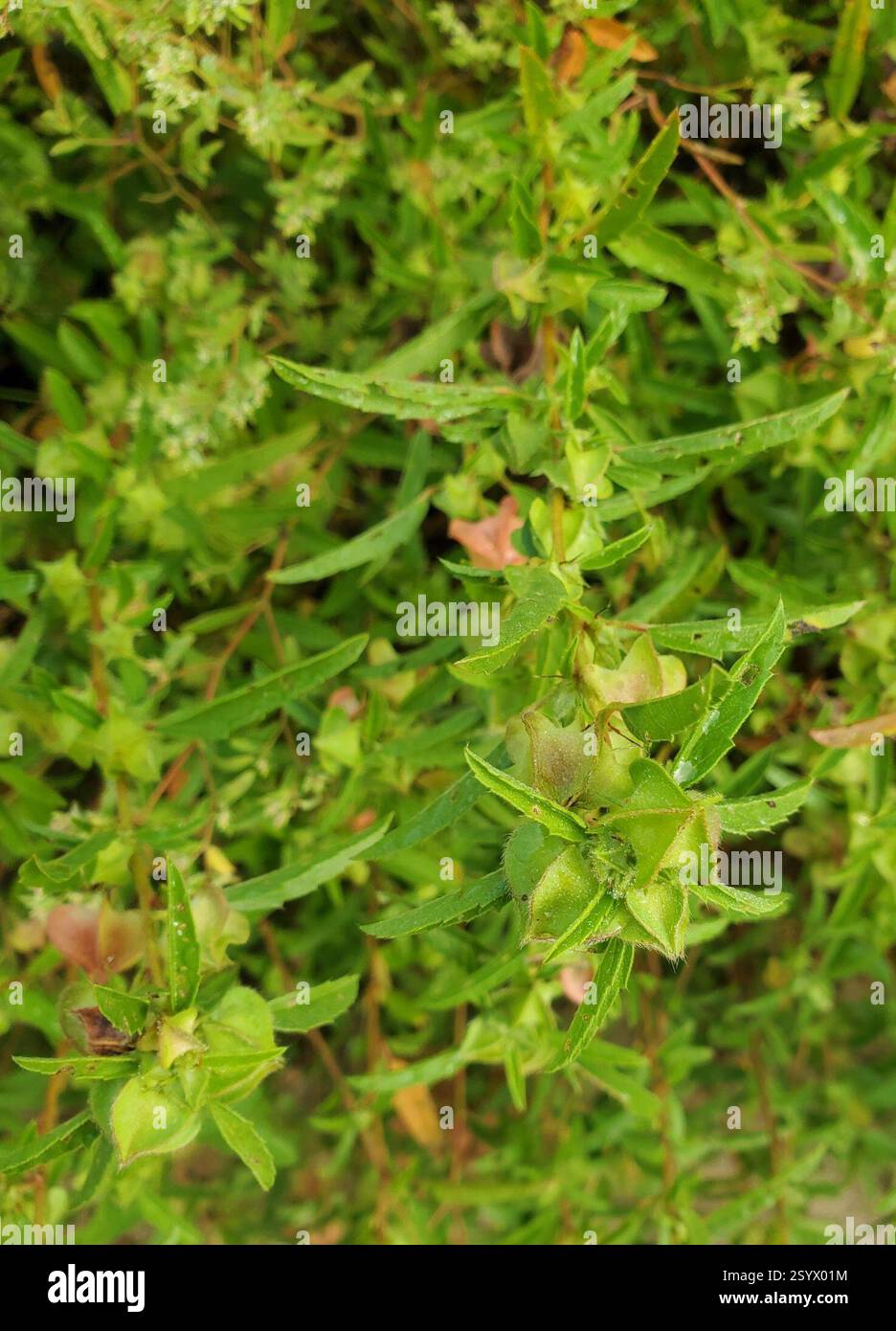 hispid false mallow (Malvastrum hispidum), Plantae, Lexington, KY 40515 ...