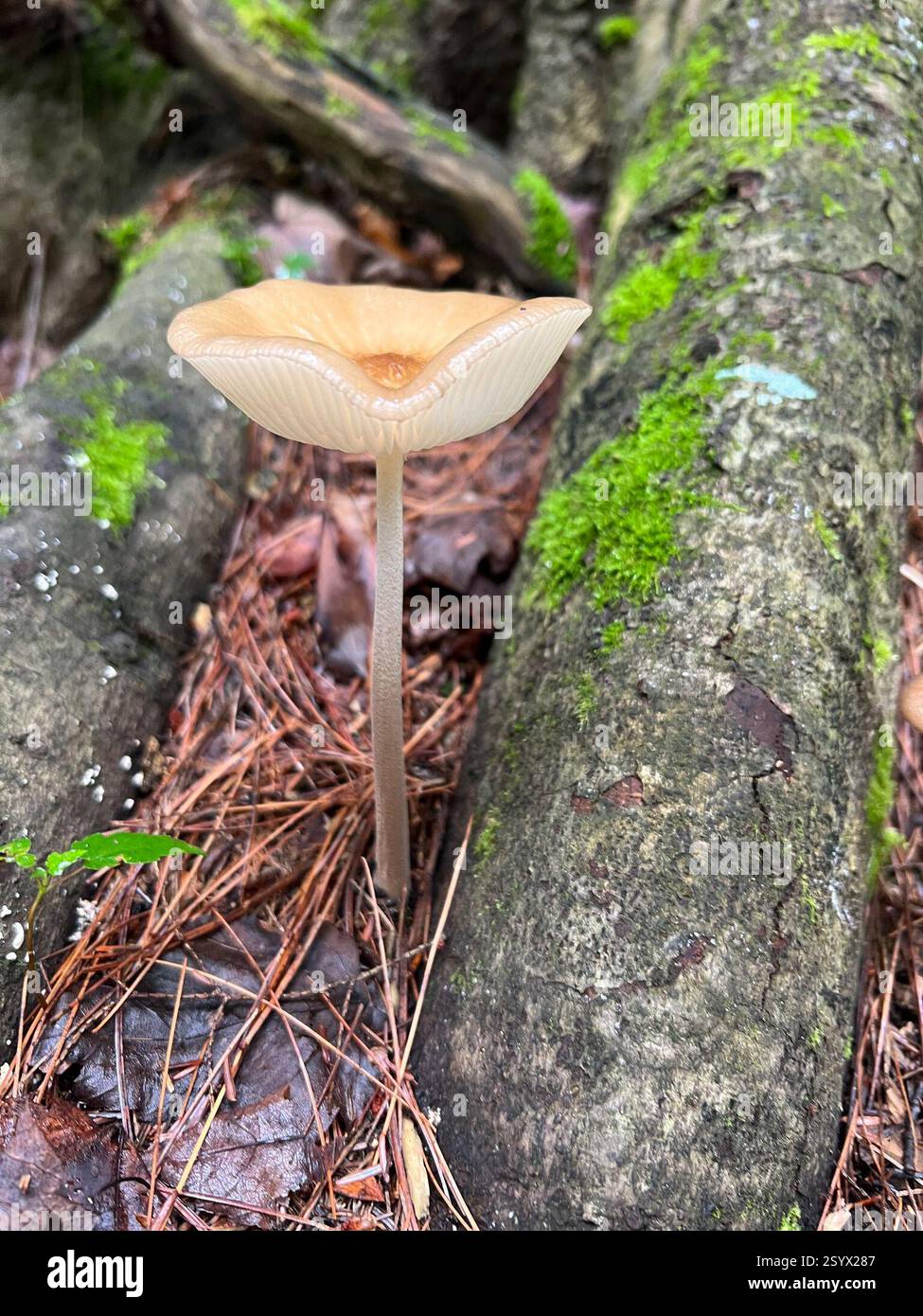 Beech Rooter Hartwick pines state park hi-res stock photography and images - Alamy