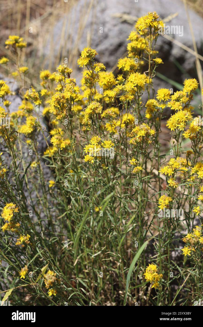 Sheep Ragwort Cut-Leaved Ragwort (Senecio eremophilus), Plantae, Sandoval County, NM ...