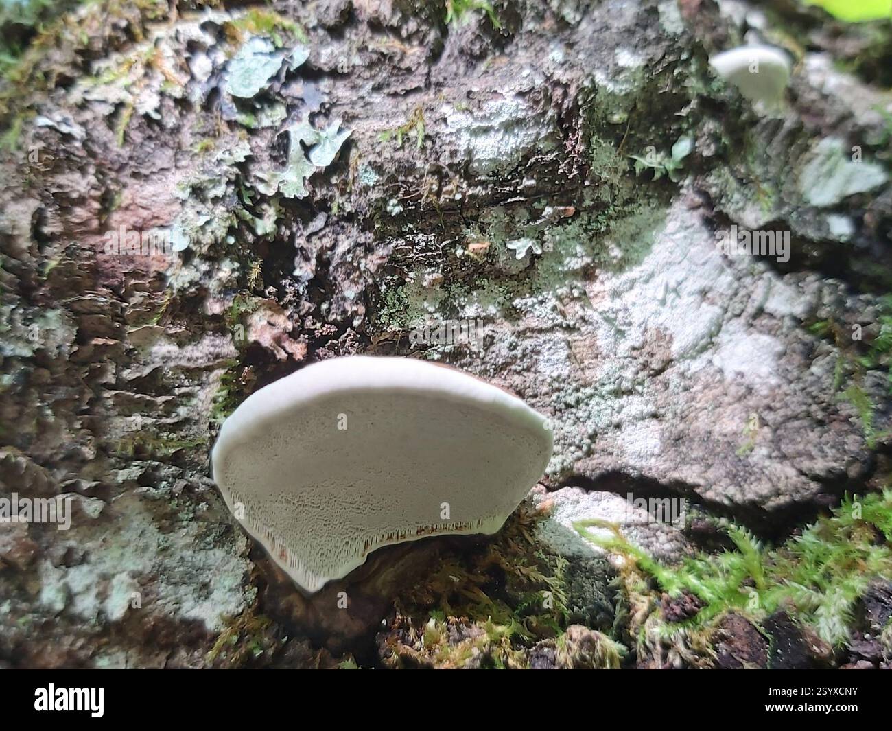 artist's bracket (Ganoderma applanatum), Fungi, 28410, Lietuva Stock ...