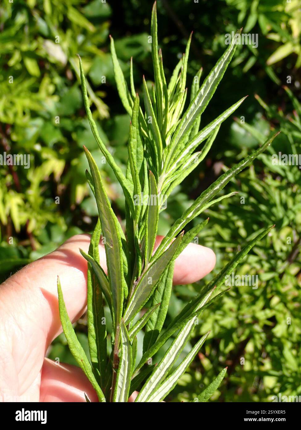 chinese-mugwort-artemisia-verlotiorum-plantae-portsmouth-uk