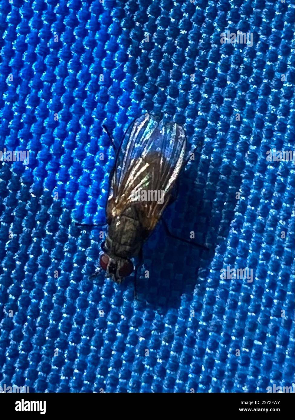 Lesser House Fly (Fannia canicularis), Insecta, Иремель, Муниципальный ...