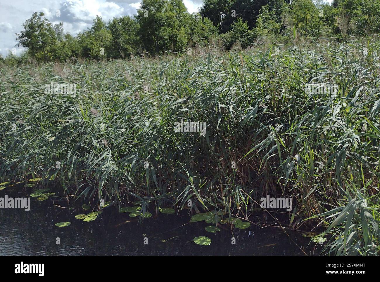 European reed (Phragmites australis australis), Plantae, Miłomłyn ...