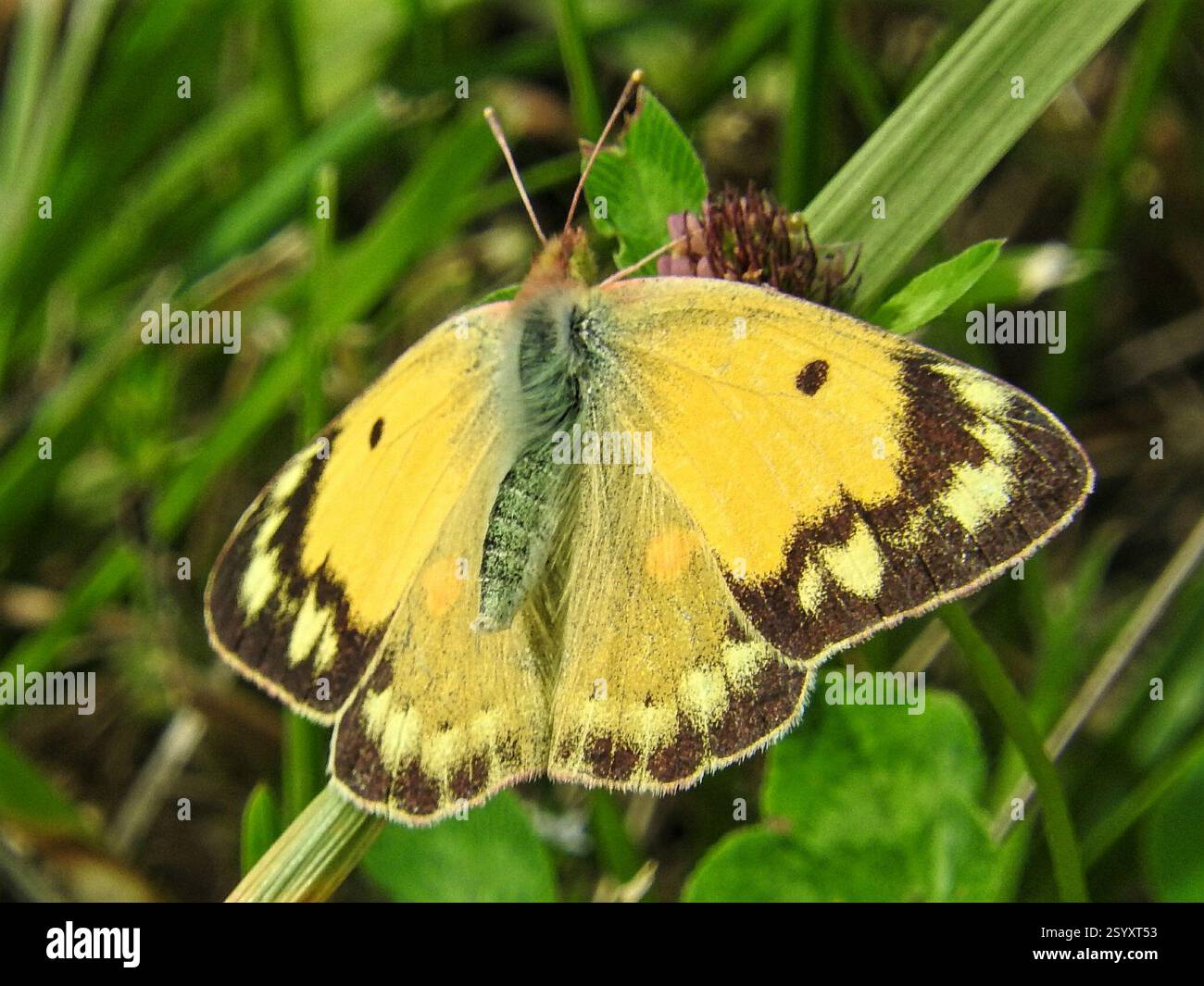 Croce Insects Clouded Yellow (Colias croceus), Insecta, 24320 Lusignac, France Stock ...