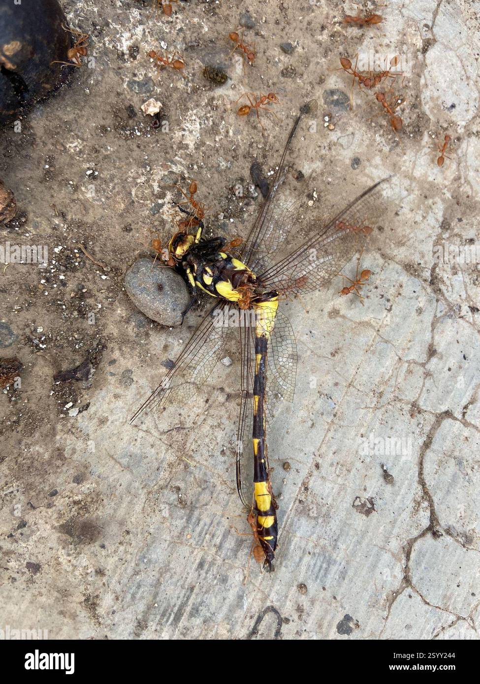 Indian Common Clubtail (Ictinogomphus rapax), Insecta, Dolvan, Tapi, GJ ...