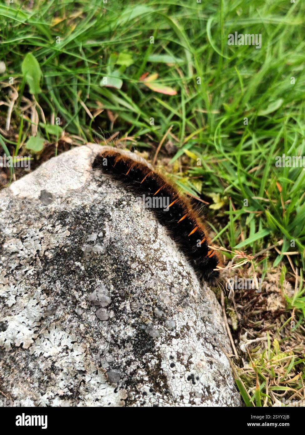 Fox Moth (Macrothylacia rubi), Insecta, Devon, UK Stock Photo - Alamy