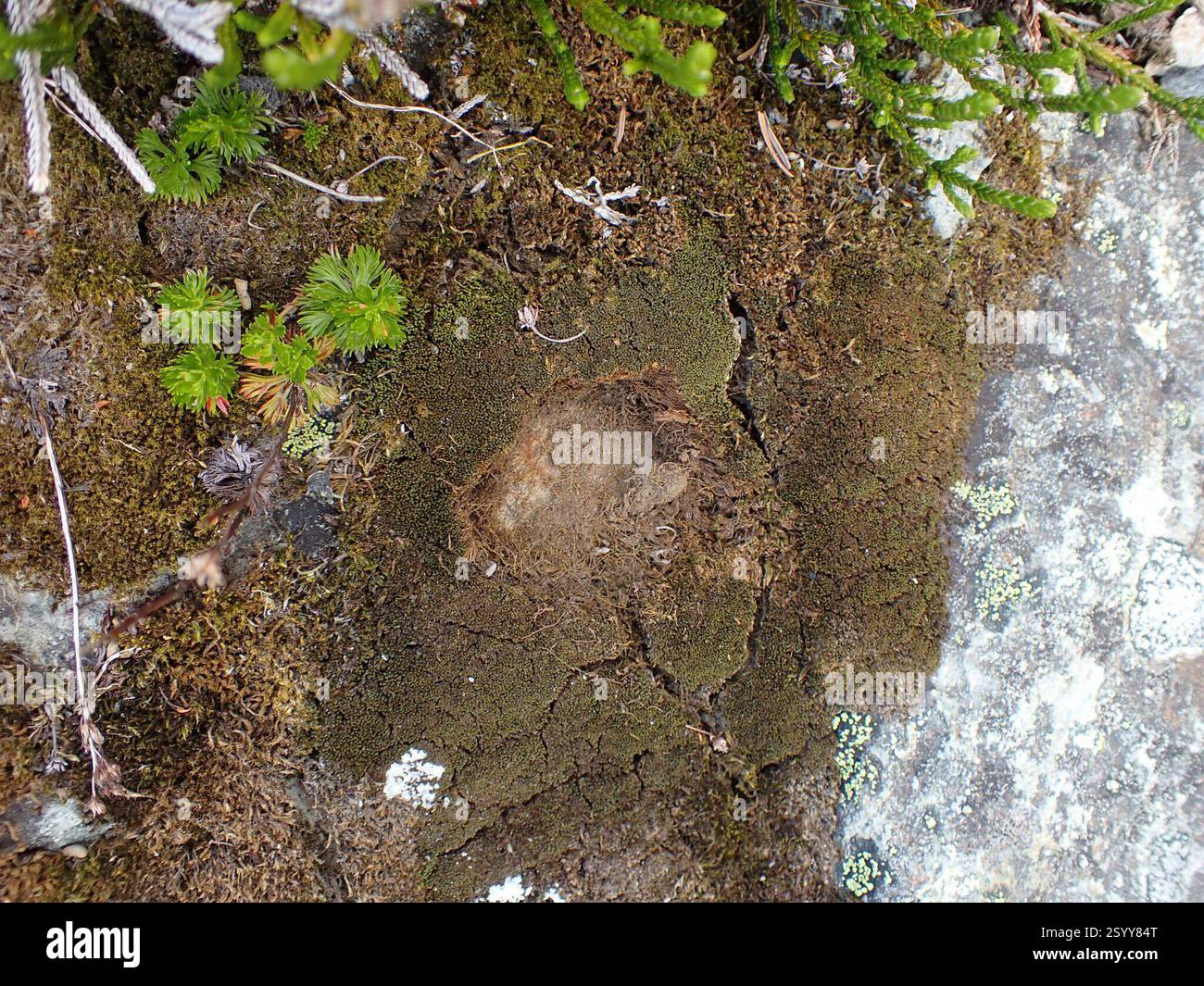 Rigid Beard Moss (Didymodon rigidulus), Plantae, Whistler, BC V8E ...