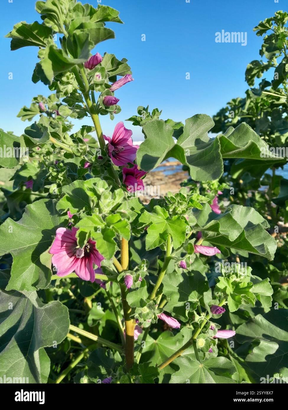 Mallow Tree Intea Tree Mallow (Malva arborea), Plantae, Melkbosstrand, Cape Town, 7437 ...