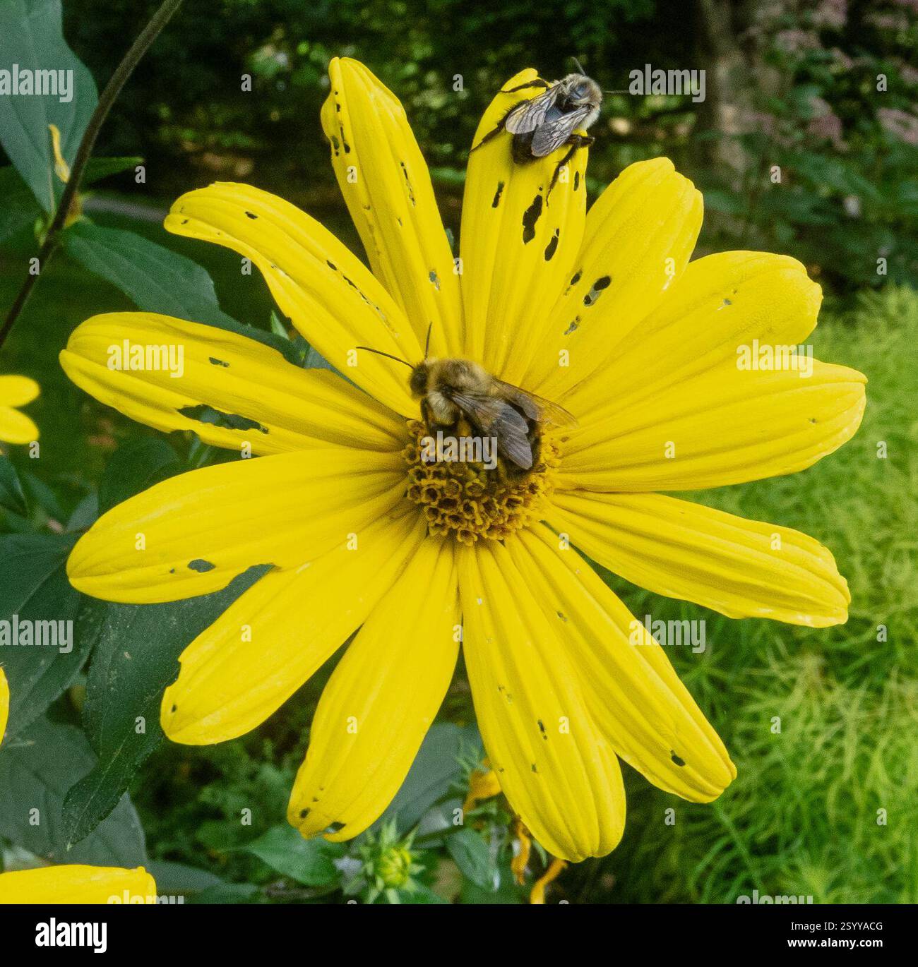 Common Eastern Bumble Bee (Bombus impatiens), Insecta, Tanger Arboretum ...