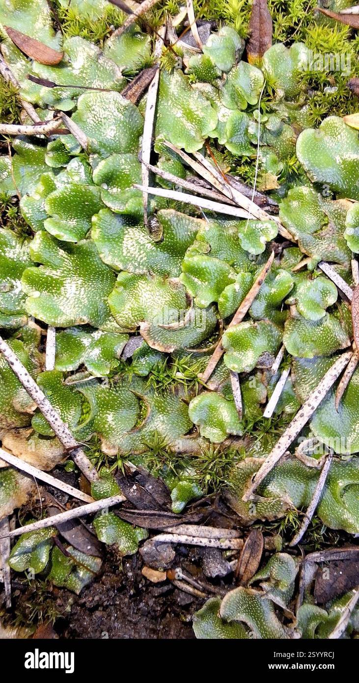 Crescent cup Liverwort Lunularia Cruciata Plantae Millswood SA 5034 crescent-cup-liverwort-lunularia-cruciata-plantae-millswood-sa-5034
